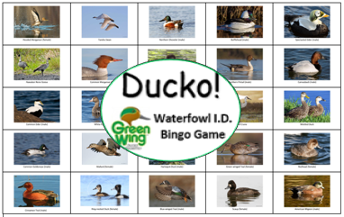 Ducko web image