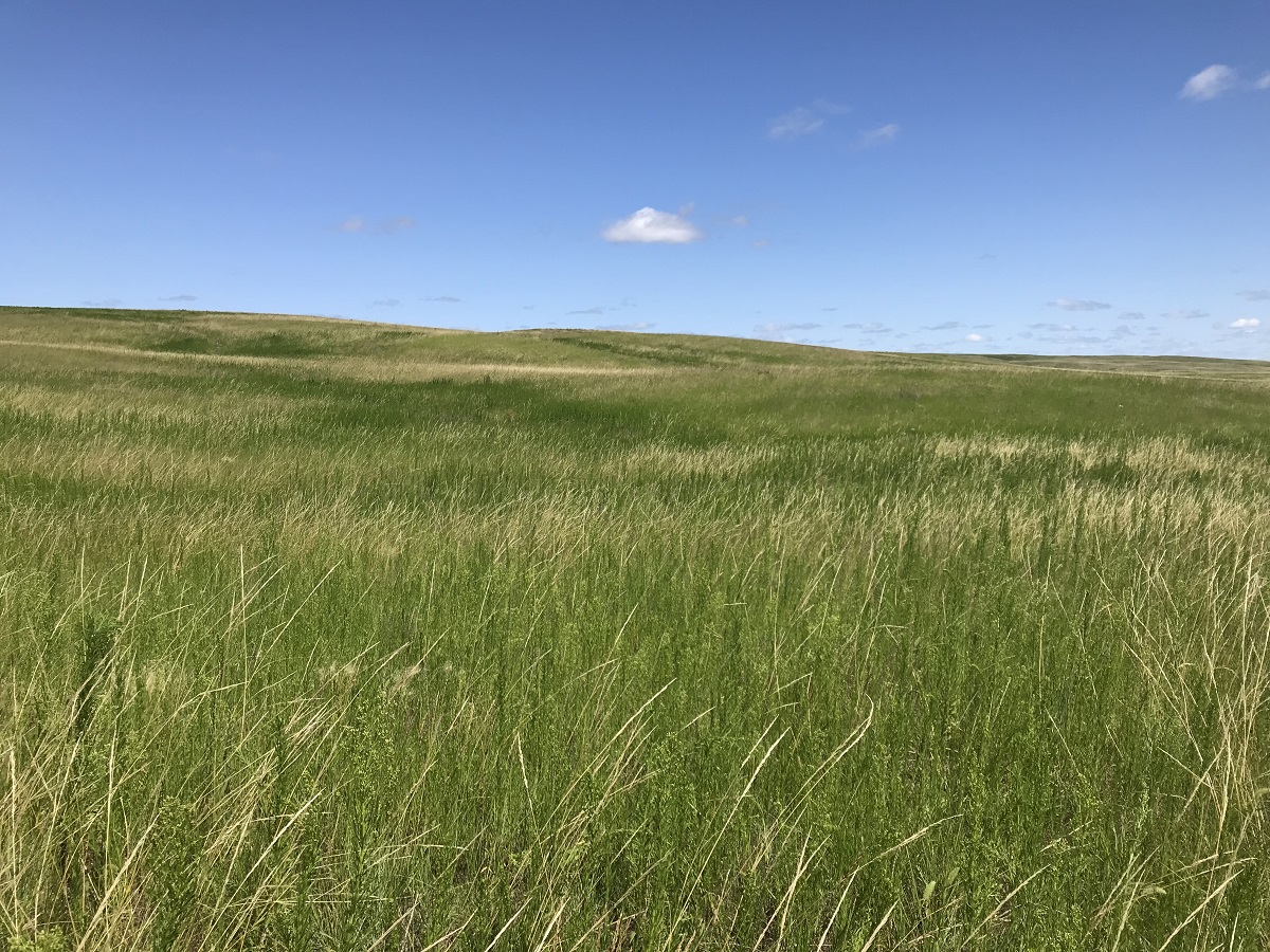 NAWCA_Grass Planting_resize637509997621337246 NAWCA_Grass Planting_resize637509997621337246
