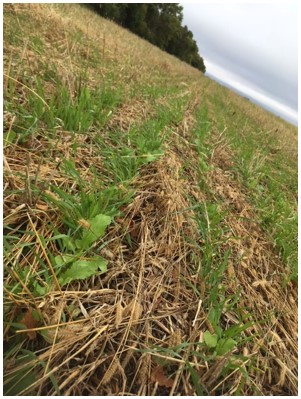 One soil health principle is maintaining soil armor. Covering the soil allows the producer to suppress weeds, preserve optimal soil temperature and manage moisture in the field.